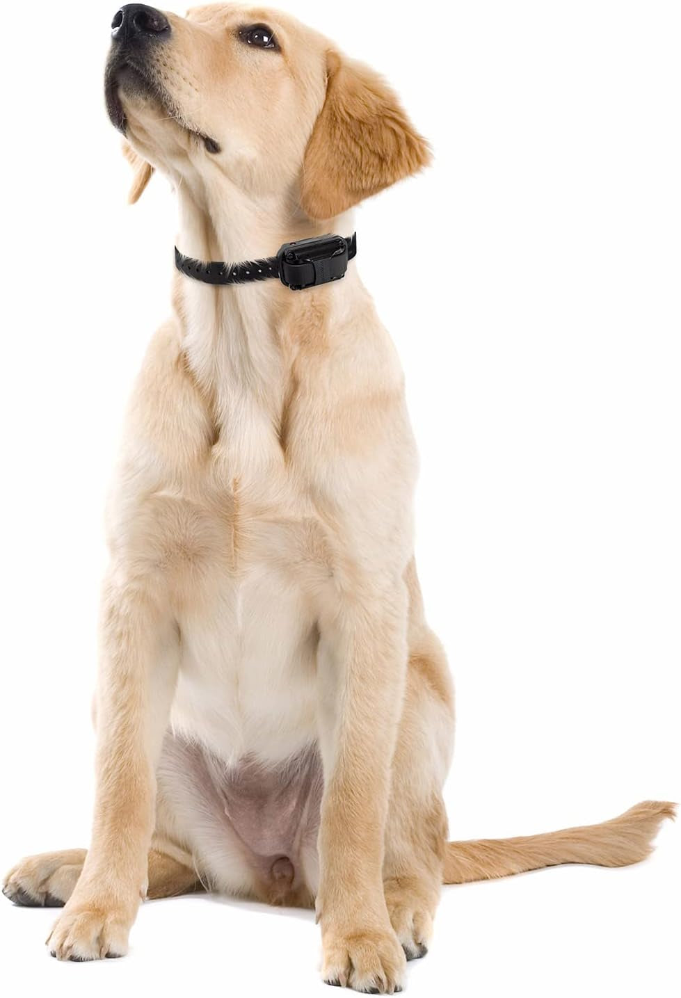 E-Collar Humane Dog Training Collar with Remote, Features 100 Levels of Safe Stimulation, Tapping Sensation, Night Light, Waterproof, Rechargeable, 1 Mile 2 Dog, Upland Orange | 100 Levels of Safe Stimulation, 1 Mile Range, Waterproof & Rechargeable, Nigh